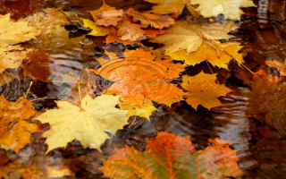 Падают листья