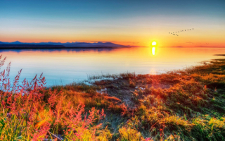 Птицы летят на юг