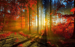 В осеннем лесу