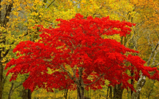 Яркие краски осени