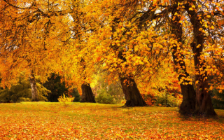 В парке осень