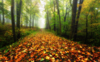 Осенняя дорога в лесу