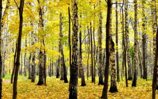 Осень в роще