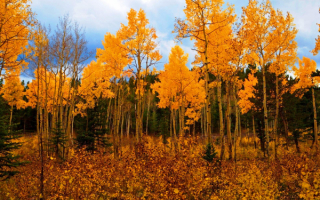 Осень на опушке леса