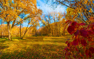 Золотая осень в лесопарке