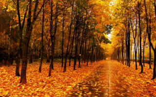 Осенняя аллея в парке