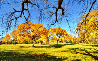 Солнечный день в осеннем парке