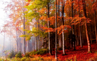 Туманное утро в осеннем лесу