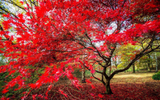 Осенний клен