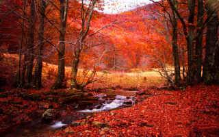 Осень у таежного ручья