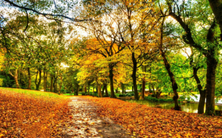 Осенние деревья уронили листья