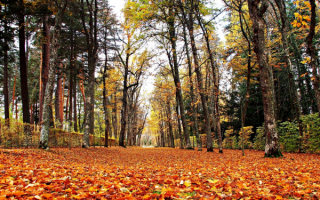 Осенние листья на аллее парка