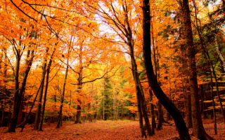 Осень в лесу