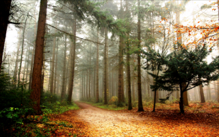 Осень затуманила