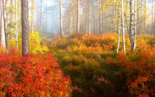 Осень на опушке