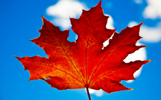 Осенний лист кленовый