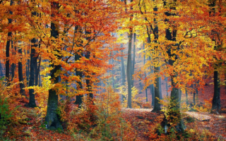 Лес осенний