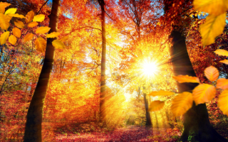 Лучи осеннего солнца