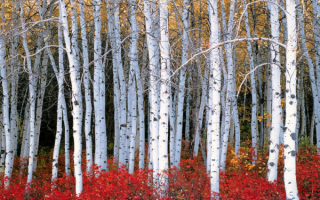 Осенние березки сбросили листья