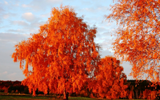 Осенние березы