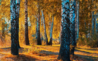 Осень в березовой роще