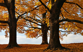 Деревья осенние
