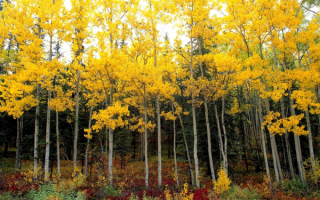 Осинки в осеннем наряде