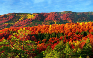 Красивый осенний лес