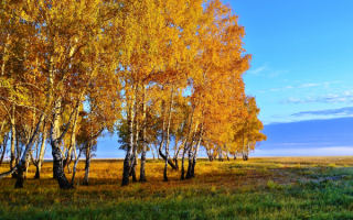 Осенние березы