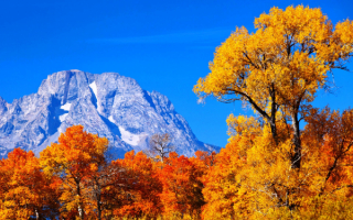 Осенние деревья под горой