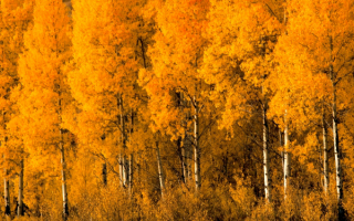 Березки с осенней позолотой