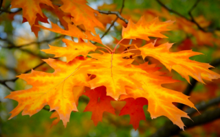 Осенние листья клена