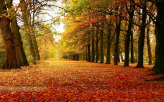 Осенний лесопарк