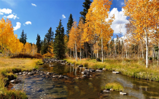 Речка лес осень