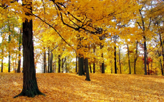 Желтая картинка осени