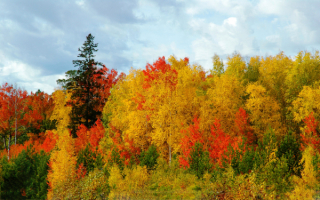 Осень на опушке леса