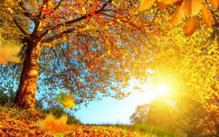 Осень падают листья