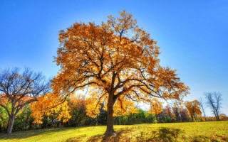 Солнечный день на осенней поляне
