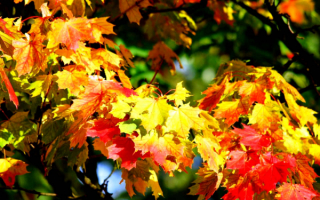 Листья осень