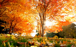 Осень пора листопада