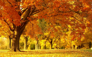 Осенняя пора