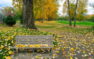 Листопад в осеннем парке