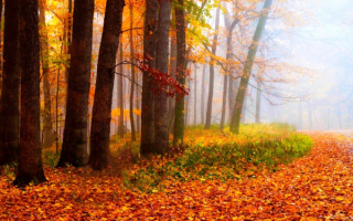 Листопад туман осень