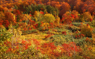 Яркие краски осени