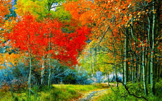 Картинка осени