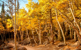 Лесная осенняя картинка