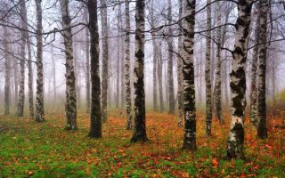 Осень в березовой роще