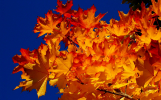 Золотые листья осени