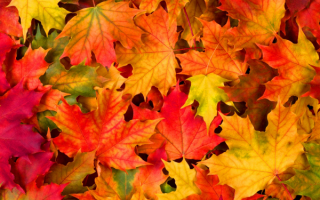 Листья осенние