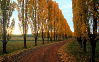 Осенние тополя у дороги